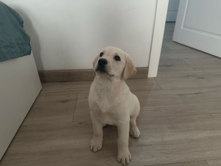 Лабрадор | щенок