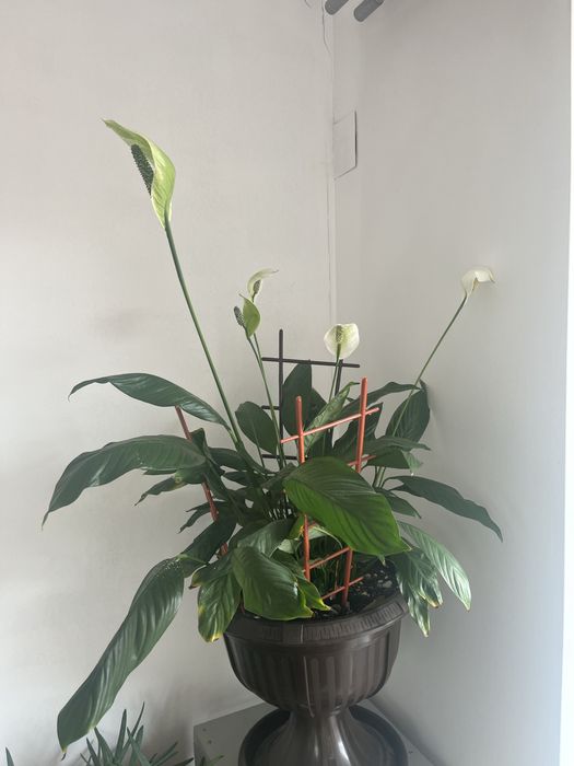 Vand flori in ghiveci