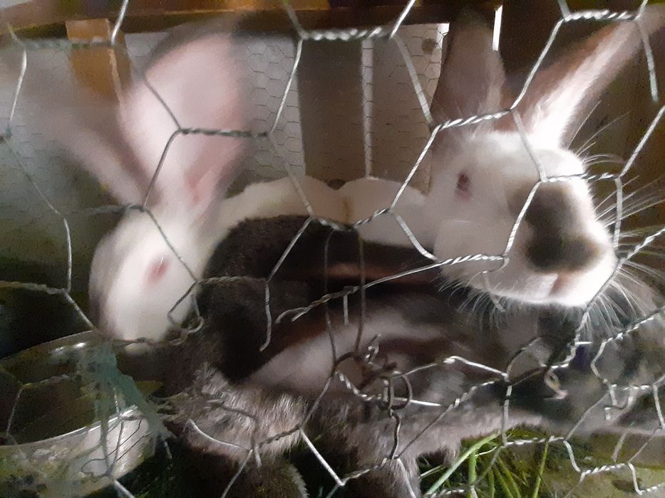 Iepuri Belgieni de vânzare 6 luni