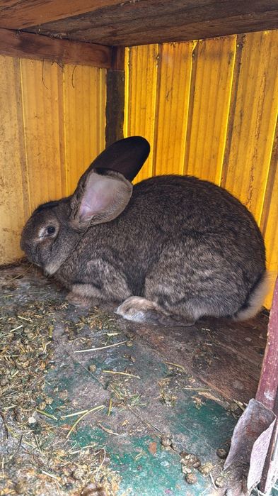 Pereche iepuri urias german