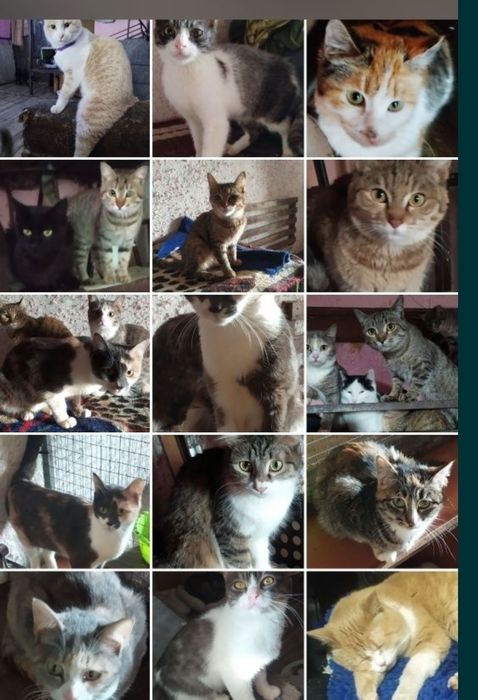 Ищут семью. Кошки, собаки.