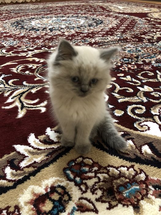 Uy mushugi 2 oylik Домашний котёнок  2 месяцев мальчик