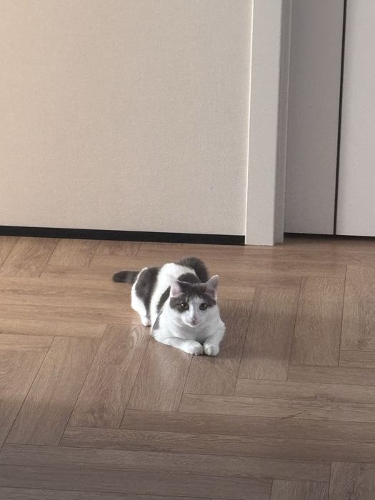 Кошка по имни снежка