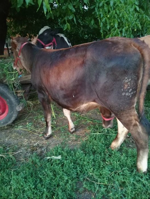 Vând vițică bălțată