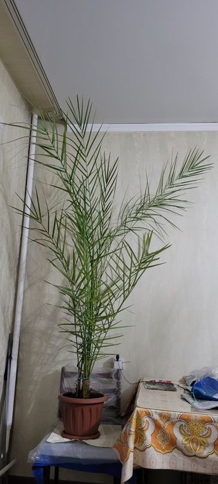 Пальма финиковая