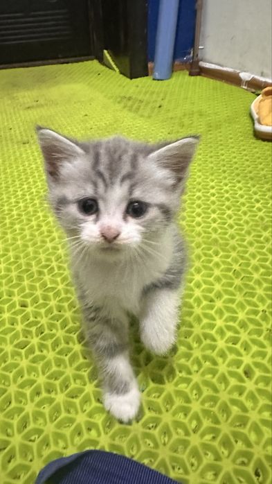Котенок ищет новый дом
