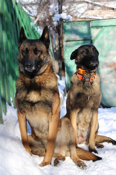 Вязка БО малинуа