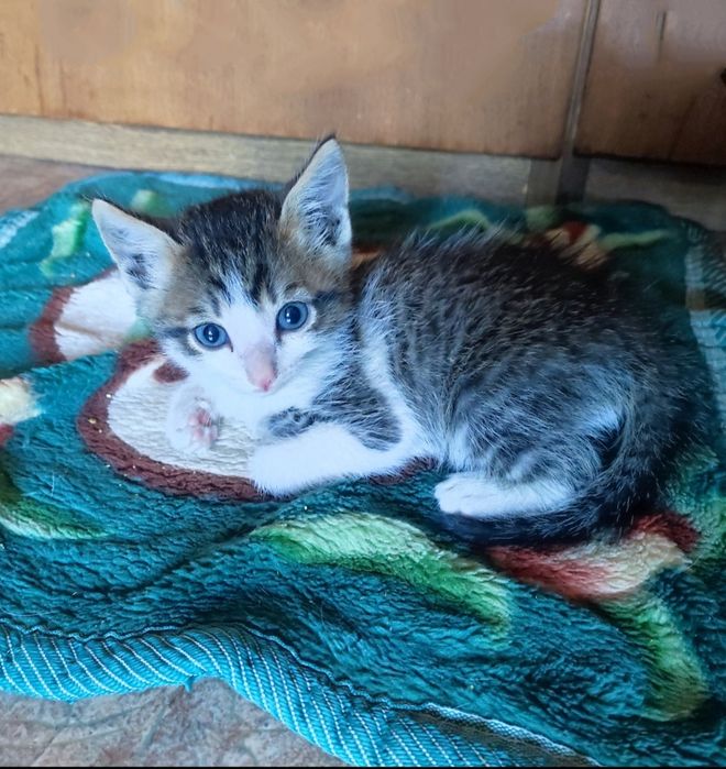 Котенок мальчик 2,5 месяца