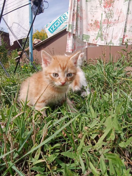 Котята ищут дом !