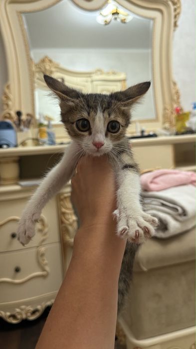Отдам котенка в добрые руки