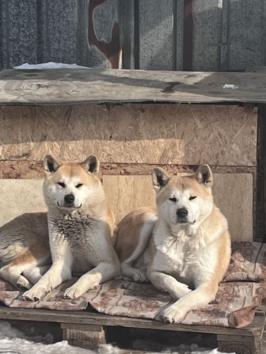 Щенки Акита ину