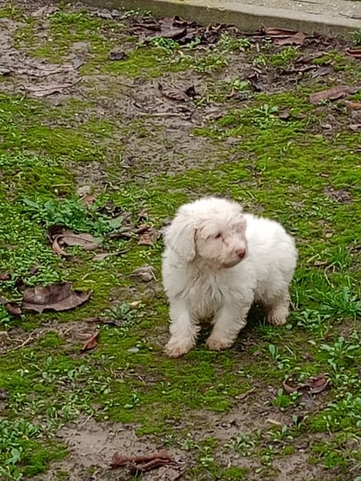 продавам кученца лагото-кокер