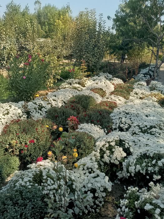 Лимон кочатлар ва гуллар