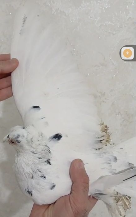 Продам голубей...