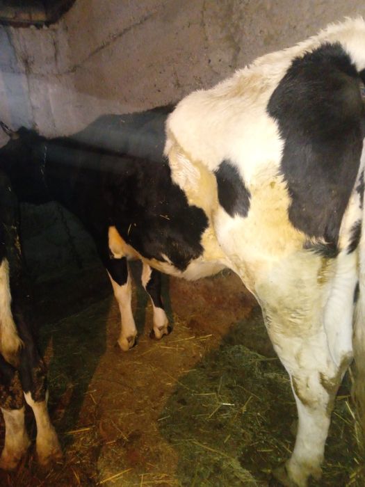 Корова     голштин