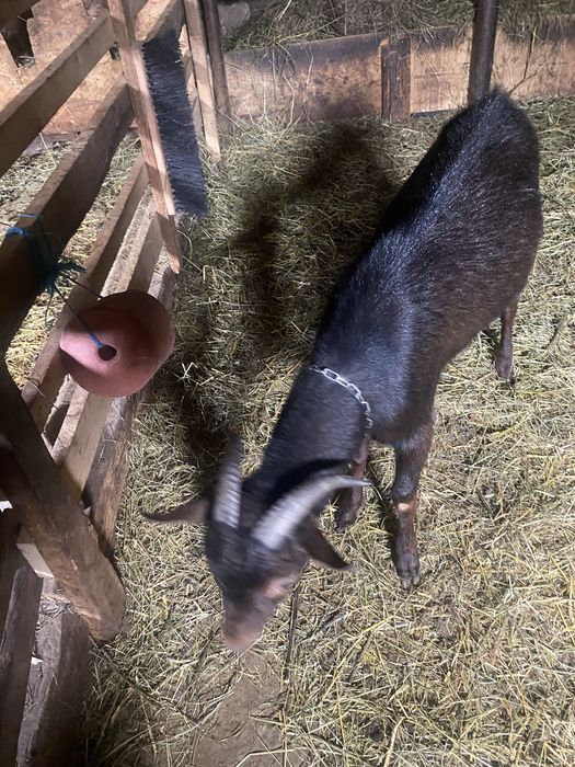 Tapisori de vanzare.