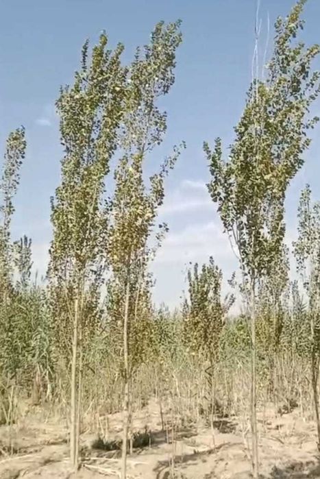 саженцы деревьев- клен, тополь