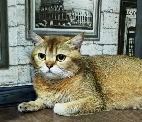 шиншилла шикарная малышка