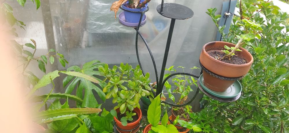 продавам Авокадо, дръвче и други цветя