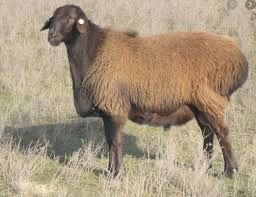 Жирные бараны Юго Восток