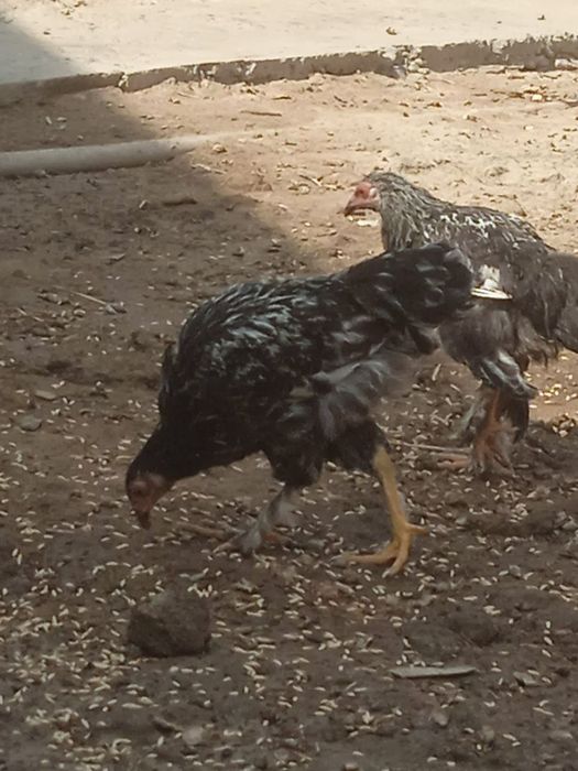 Birama juja sotiladi