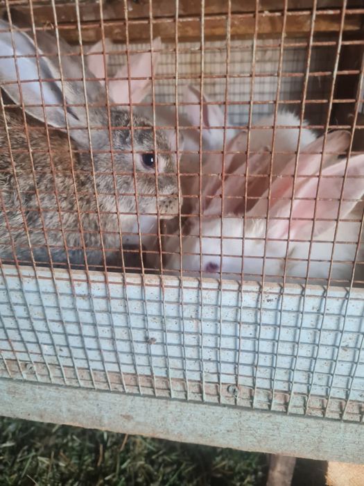 Продаются кролики, срочно