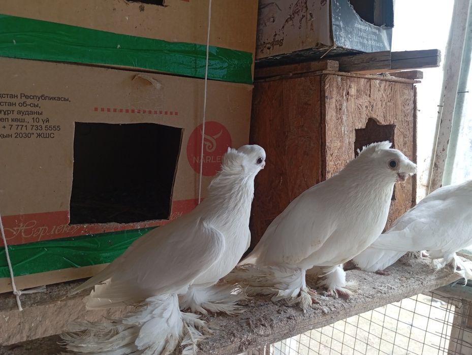 Продоёться узбекские двухчубые голуби. Готовая пара белых