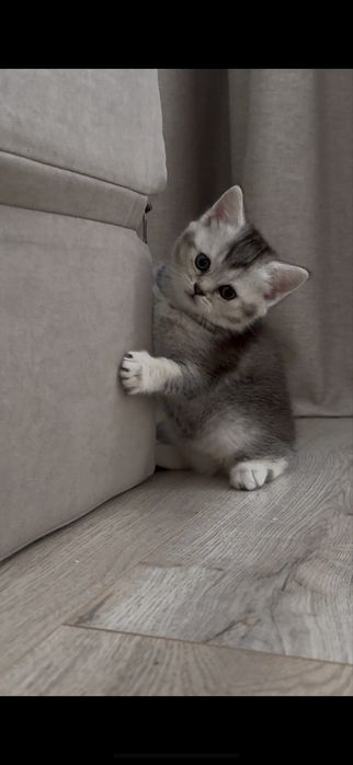 Скоттиш страйт