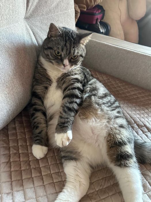 Отдам кота в хорошие руки