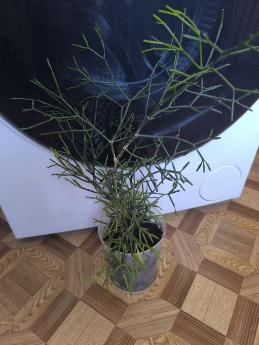 Рипсалис Рипсалис