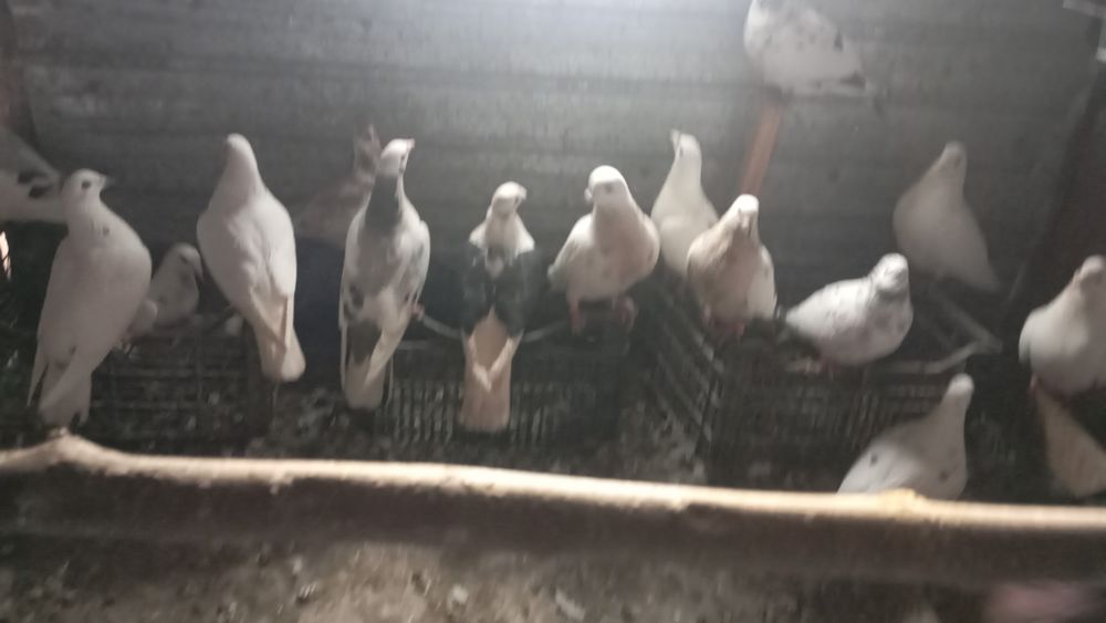 Dau la schimb turturele, porumbei  pe 1-2 femele cap de leu