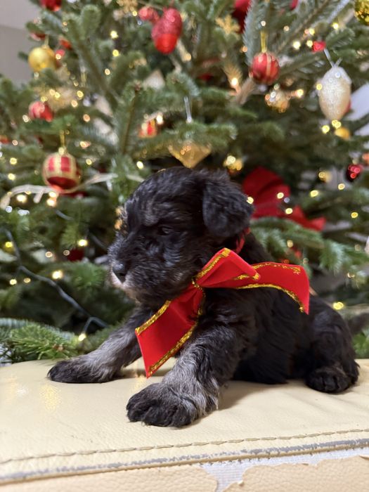 Schnauzer pitic negru-argintiu-cu pedigree