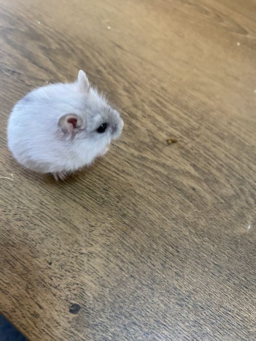 Hamsteri adorabili își caută casă!