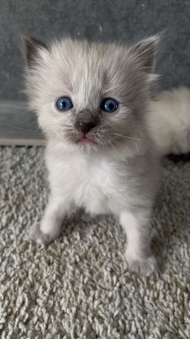 Отдам котят рожденные 28 февраля