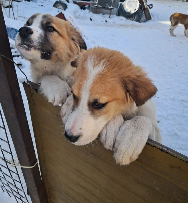 Отдам щенят в добрые руки