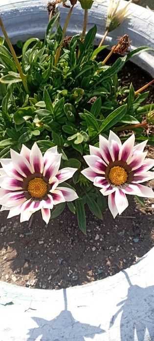 Продам дачный участок в СО Весна