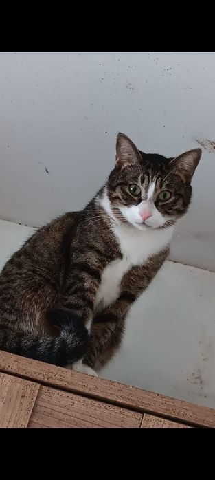 Adoptie motani tineri
