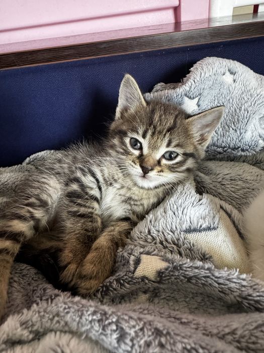 Отдам котят в добрые руки