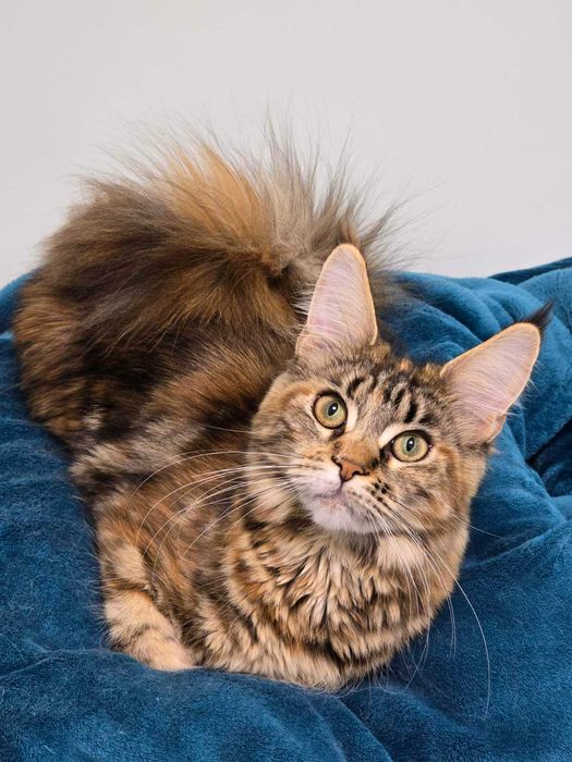 Котенца Мейн куун