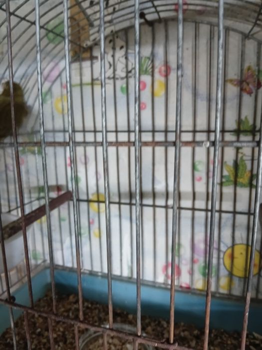 Канарейки кенары