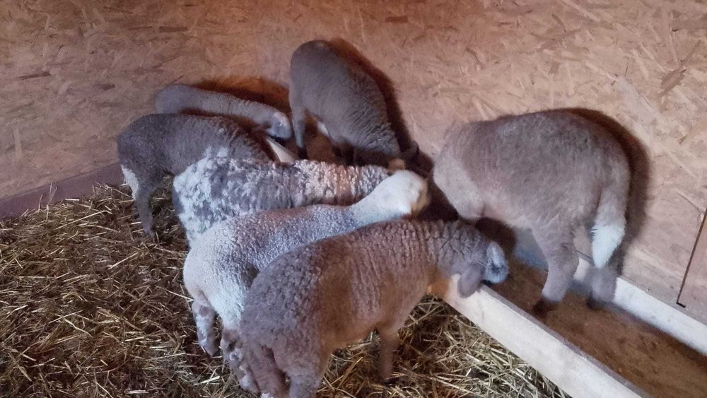 Vand berbeci de prasila tigae ruginie cap negru german si carabas.