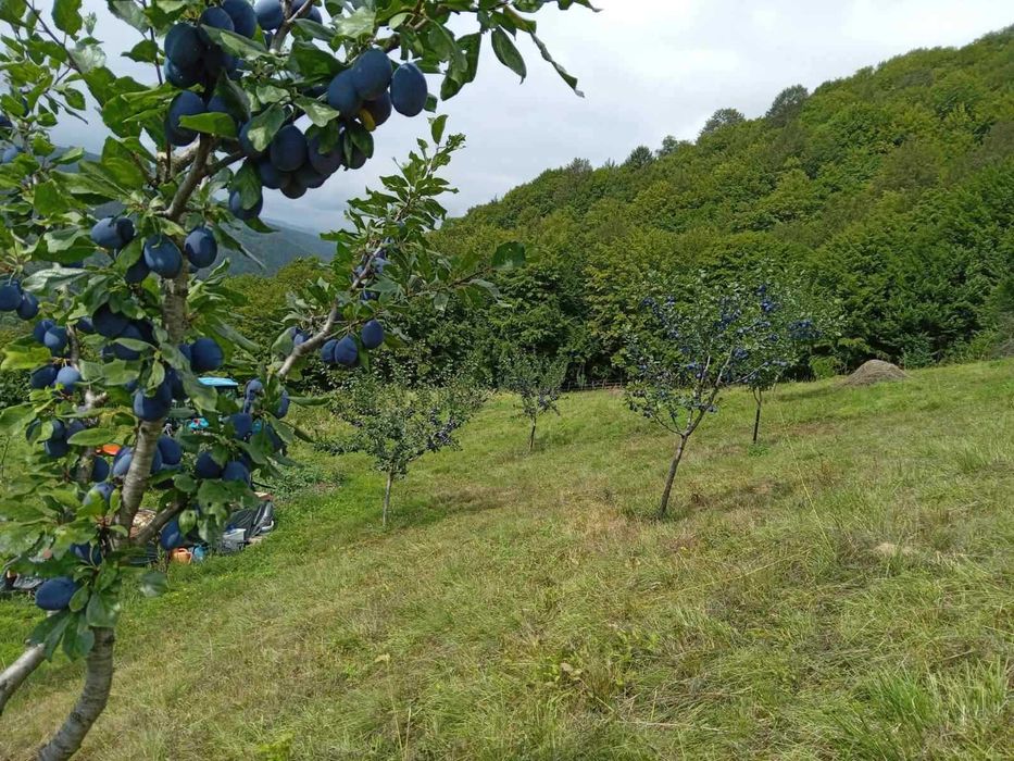 Парцел в село Рибарица - област Ловеч