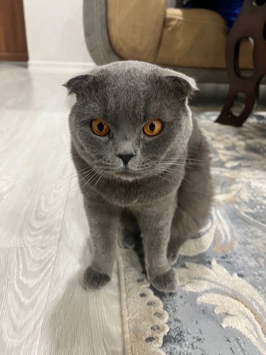 Кошка породистая Британская вислоухая