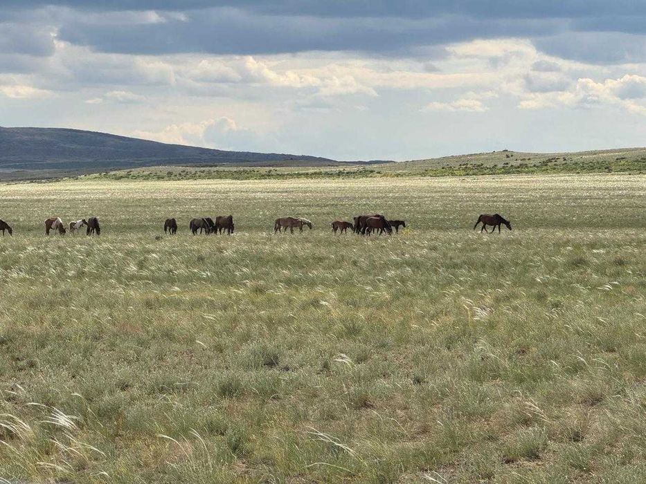 Продам лошадей(үйір, табун, табын,)