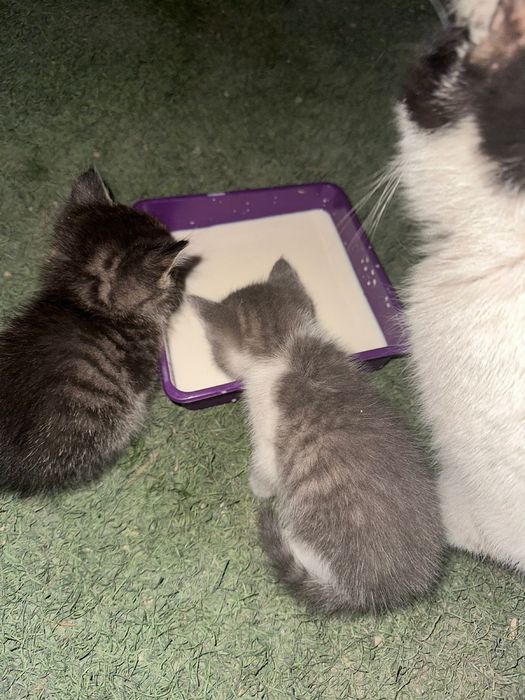 Котята в добрые руки!