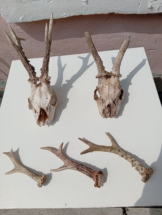 Trofeu și coarne căprior