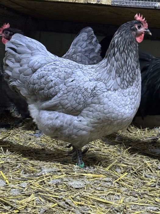 Gaini Brahma Hd  Herminat deschis Brahma Potarnichiu Brahma Columbia Brahma Herminat inchis familie Brahma  Marans Sussex Australorp Jersey Giant