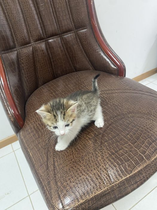 Отдам в добрые руки котят