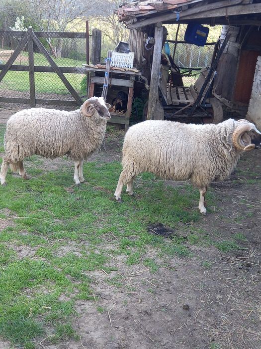 Кочове.                  .