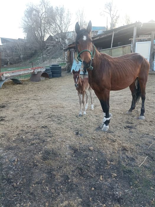 Бие мен ургашы кулынымен